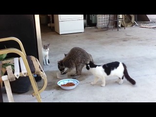 raccoon steals food from cats