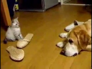 kitten attacks dog